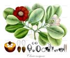Clusia insignis