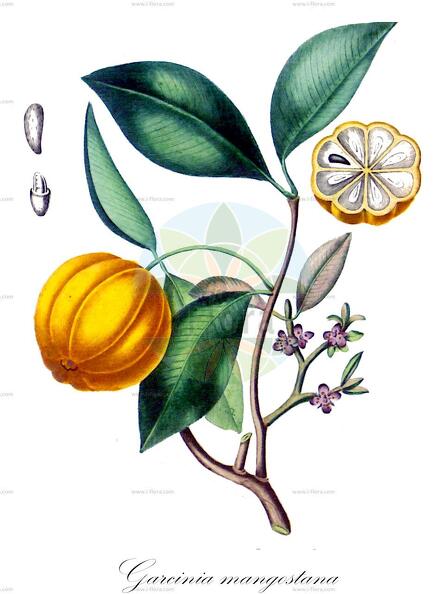 Garcinia mangostana