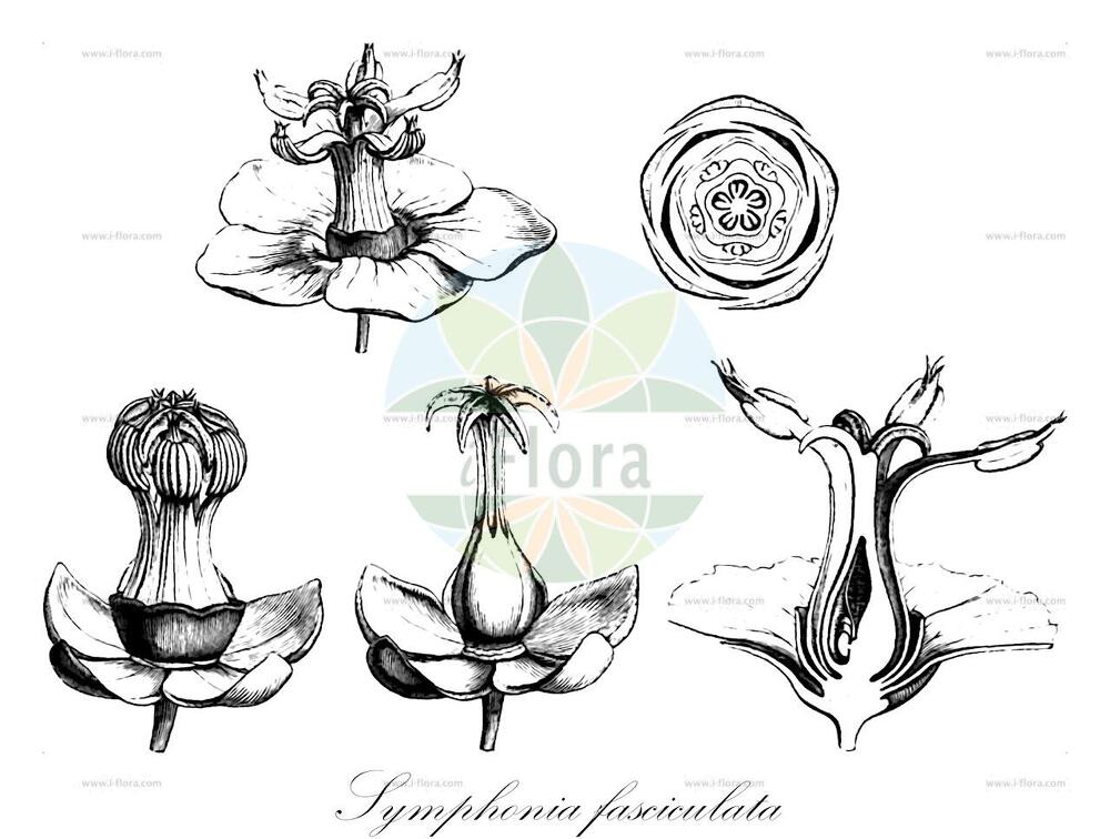 Symphonia fasciculata
