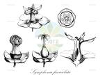 Symphonia fasciculata