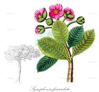 Symphonia fasciculata