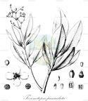 Tovomitopsis paniculata