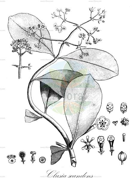 Clusia scandens