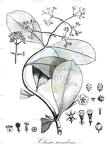 Clusia scandens