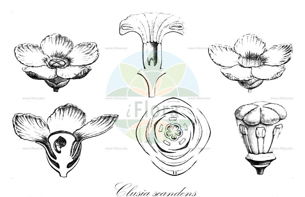 Clusia scandens