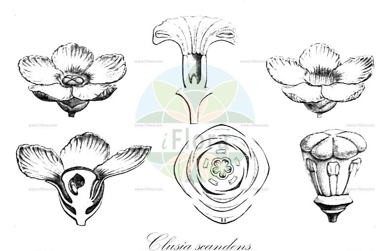 Clusia scandens
