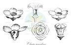 Clusia scandens