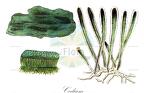 Codium