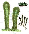 Codium