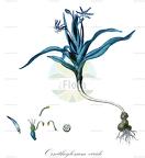 Ornithoglossum viride