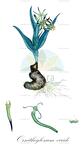 Ornithoglossum viride