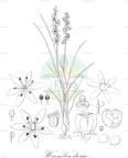 Wurmbea dioica