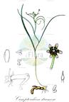Camptorrhiza strumosa
