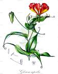 Gloriosa superba