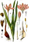 Colchicum autumnale