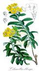 Columellia oblonga