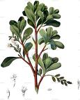 Lumnitzera racemosa