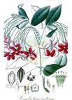 Combretum indicum