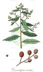 Conocarpus erectus