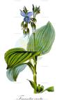 Tinantia erecta