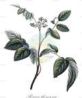 Rourea thomsonii