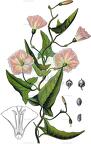Convolvulus arvensis