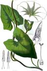 Calystegia sepium