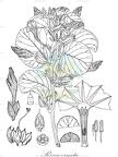 Rivea ornata