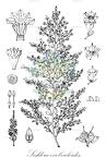 Seddera evolvuloides