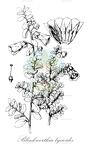 Blinkworthia lycioides