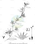 Bonamia mossambicensis