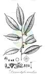 Dicranostyles scandens