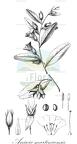 Aniseia martinicensis