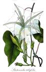 Stictocardia tiliifolia