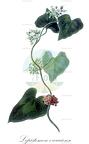 Lepistemon owariense