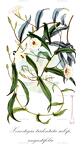 Xenostegia tridentata subsp. angustifolia