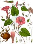 Ipomoea purga