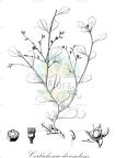 Corbichonia decumbens