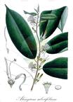 Alangium salviifolium