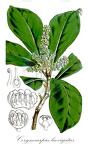 Corynocarpus laevigatus
