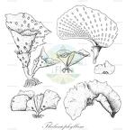 Thalassiophyllum