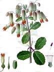 Kalanchoe pinnata