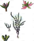 Crassula tillaea