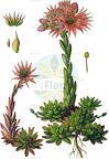 Sempervivum montanum