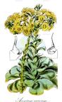 Aeonium aureum
