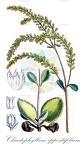 Chiastophyllum oppositifolium