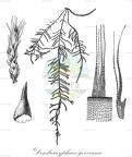 Dendrocryphaea gorveana
