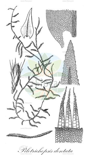 Pilotrichopsis dentata