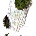 Cryphaea heteromalla