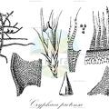 Cryphaea protensa